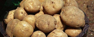 ​怎样保存土豆不烂 新鲜土豆怎么保存不烂