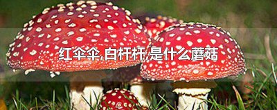 ​红伞伞白杆杆是什么蘑菇? 红伞伞白杆杆是什么蘑菇图片