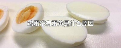 ​鸡蛋里没蛋黄是什么原因 鸡蛋中没有蛋黄是怎么回事