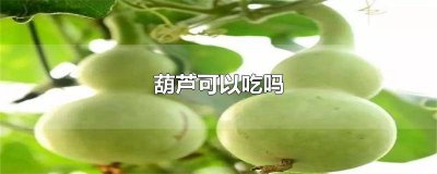 ​坐月子能吃西葫芦么 月子可以吃西葫芦吗?
