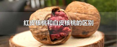 ​红皮核桃和白皮核桃的区别图片 红皮核桃好还是白皮核桃好