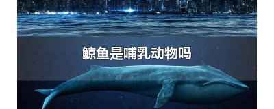 ​鲸鱼是哺乳动物吗?怎么喂奶 鲸鱼是哺乳动物吗为什么
