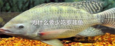 ​罗非鱼吃不吃鱼内脏 罗非鱼吃不吃鱼粮