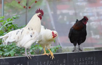 ​孵化小鸡的最佳温度（孵化小鸡的最佳温度和湿度）
