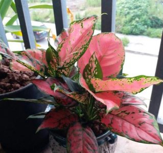 ​一帆风顺花怎么养（分享一帆风顺的养护小技巧）