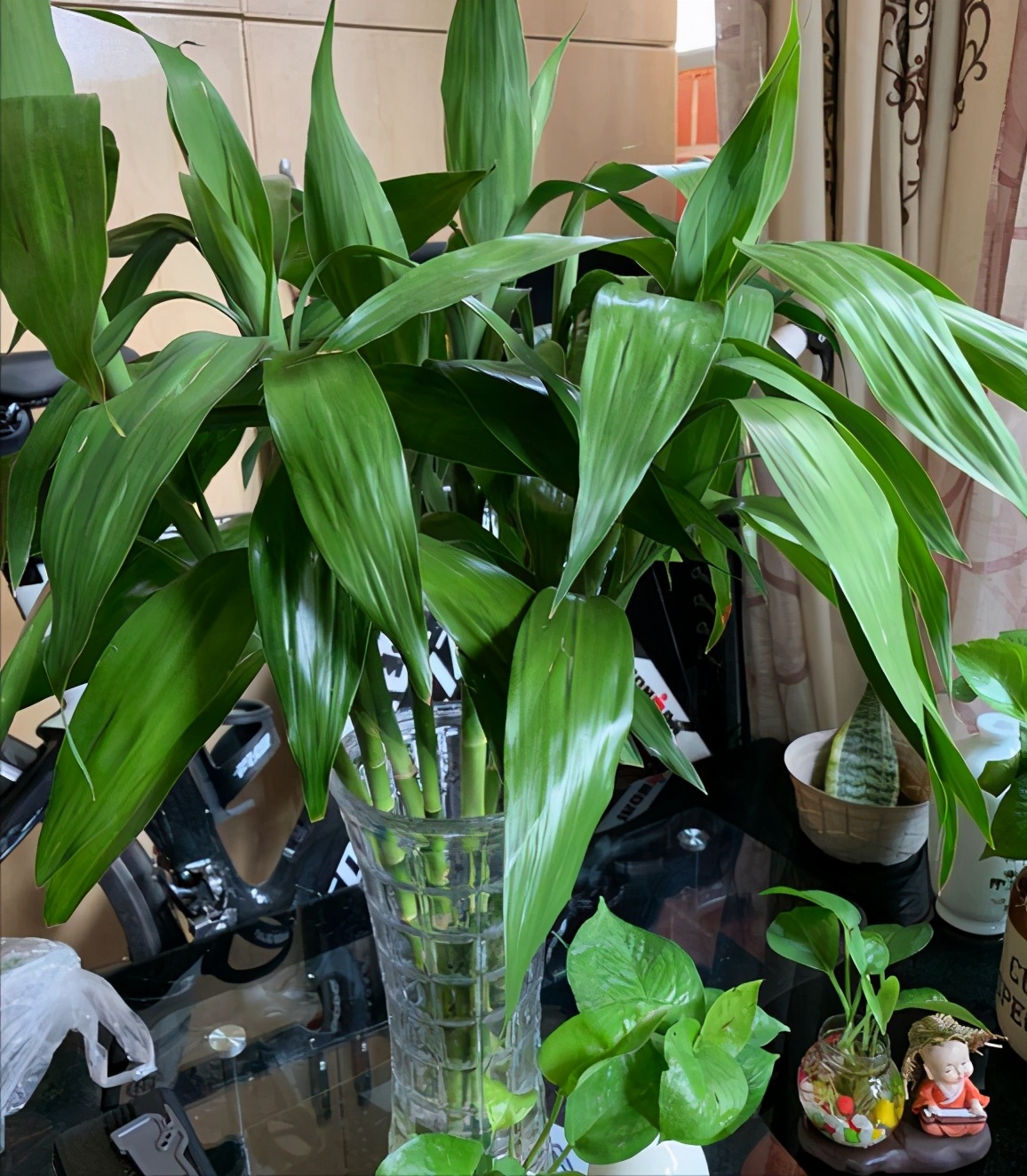 一帆风顺花怎么养（分享一帆风顺的养护小技巧）