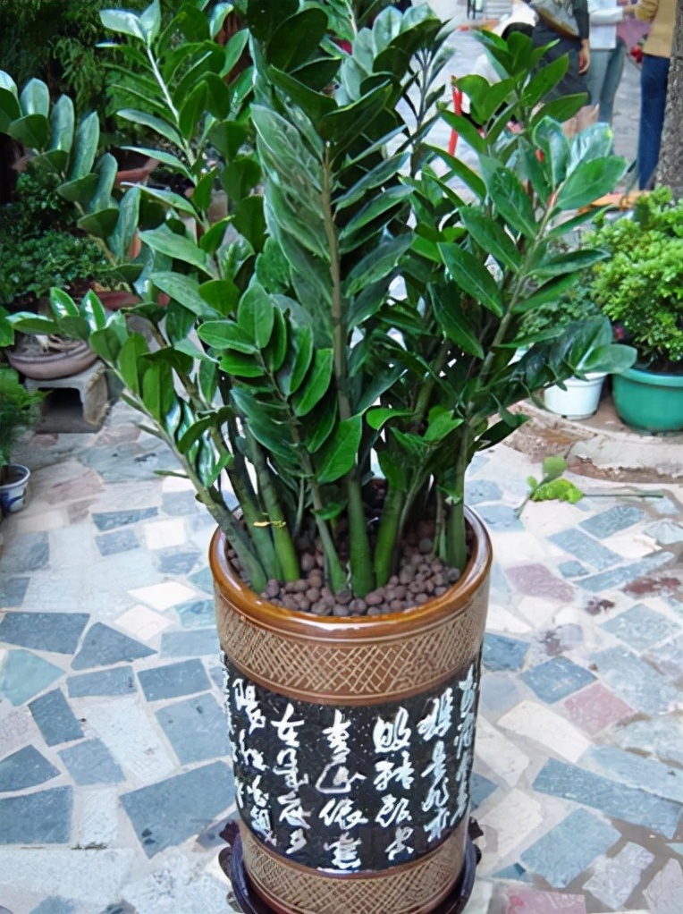 一帆风顺花怎么养（分享一帆风顺的养护小技巧）