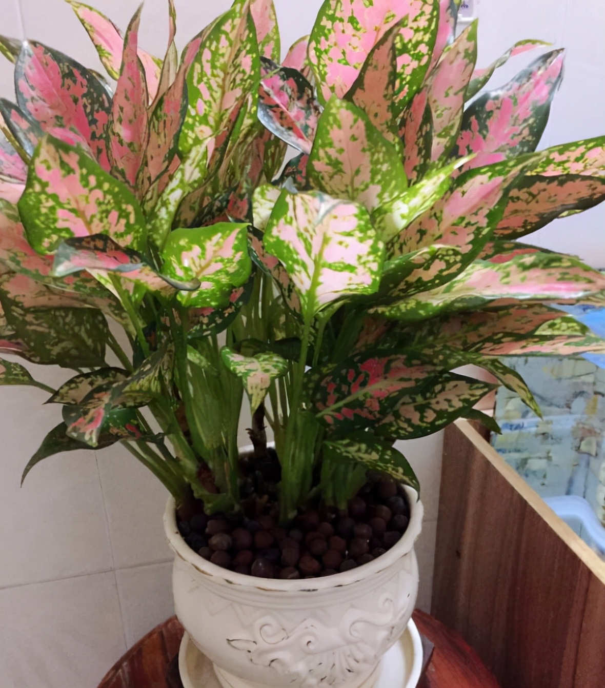 一帆风顺花怎么养（分享一帆风顺的养护小技巧）