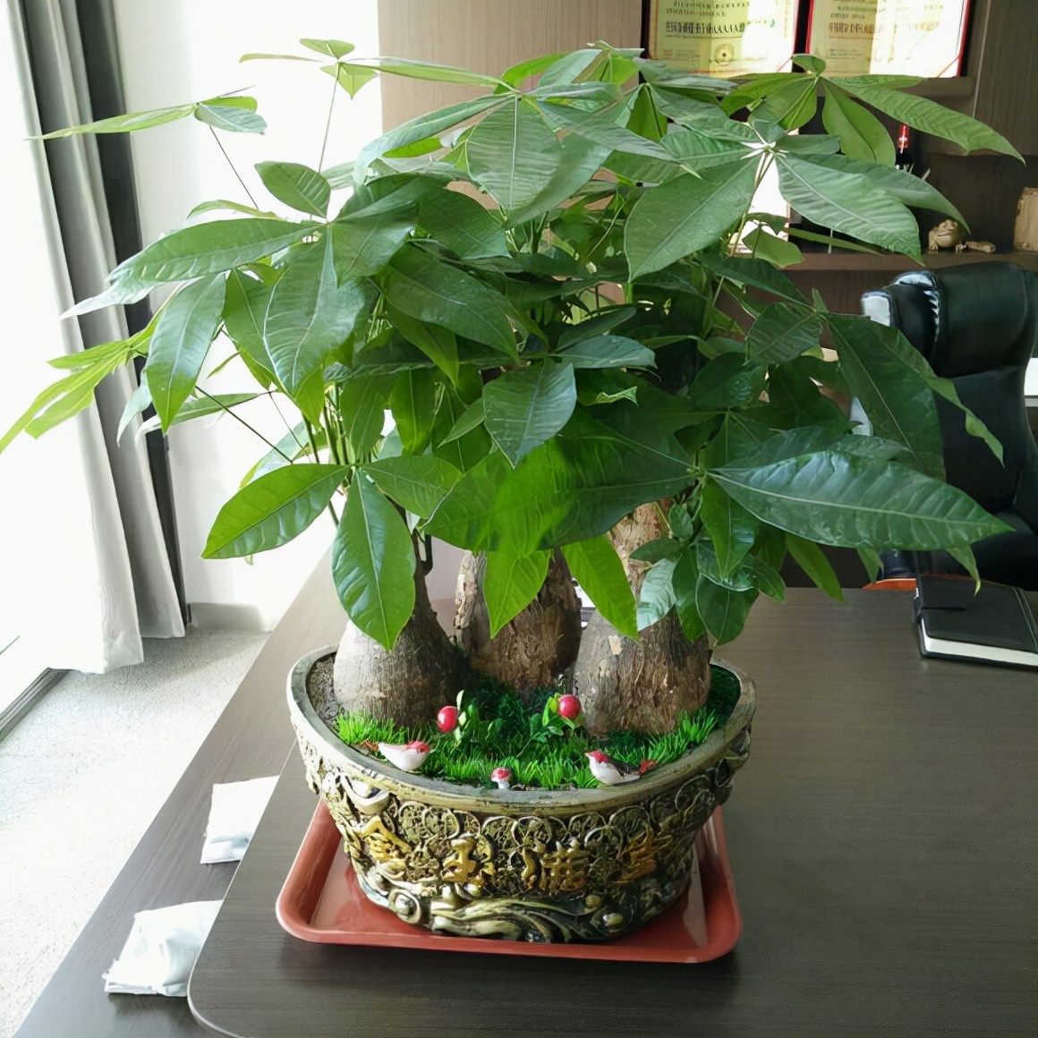 一帆风顺花怎么养（分享一帆风顺的养护小技巧）