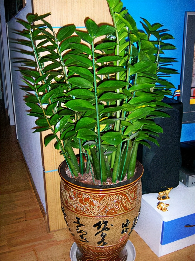 一帆风顺花怎么养（分享一帆风顺的养护小技巧）