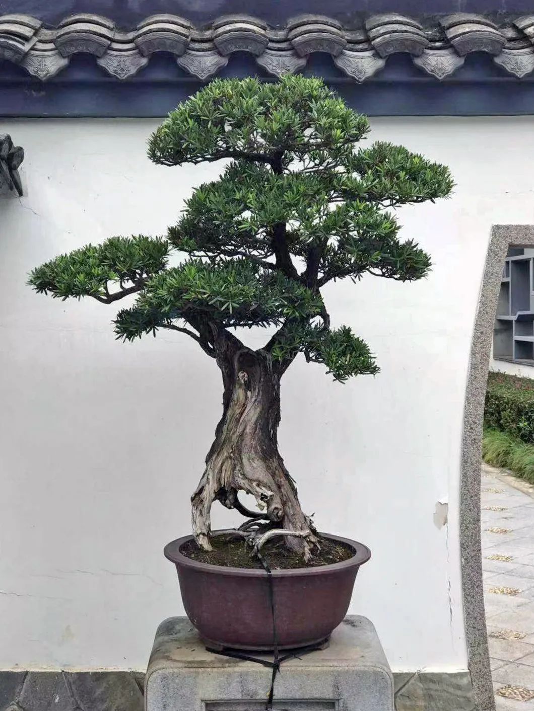 一帆风顺花怎么养（分享一帆风顺的养护小技巧）
