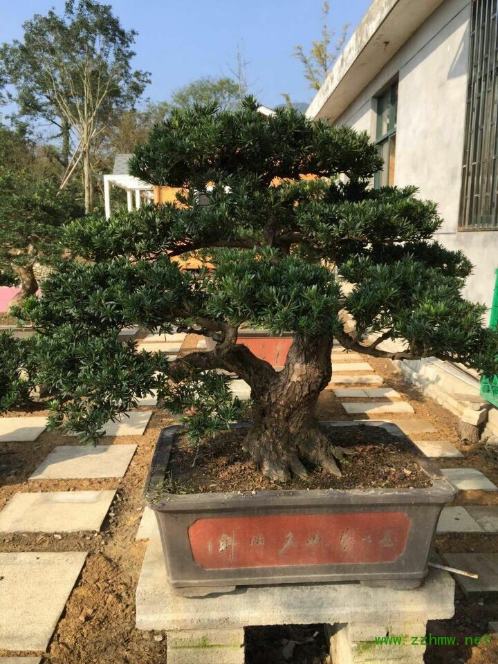 一帆风顺花怎么养（分享一帆风顺的养护小技巧）