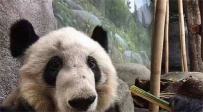 ​丫丫22岁 大概等于人类多少岁