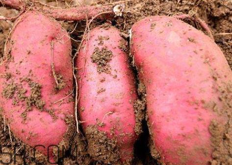 一个红薯的热量是多少 一个红薯多少卡路里