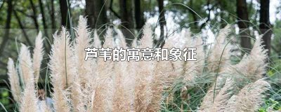 ​芦苇的寓意和象征