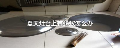 ​夏天灶台上有蚂蚁怎么办