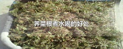 ​荠荠菜根煮水喝有什么用 荠菜根泡水喝有什么好处