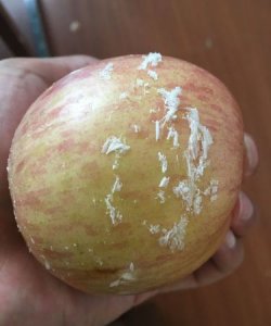 ​如何辨别苹果上的蜡,如何辨别苹果表面的工业蜡的真假