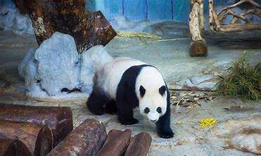 大熊猫的由来,大熊猫名称的由来是什么图8