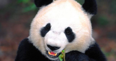 大熊猫的由来,大熊猫名称的由来是什么图5