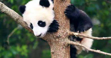 大熊猫的由来,大熊猫名称的由来是什么图6