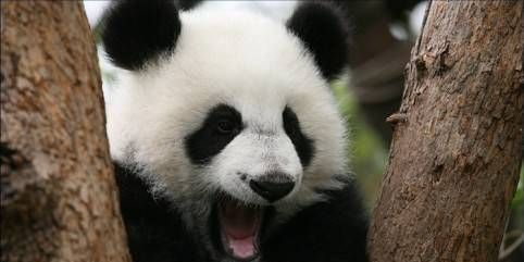 大熊猫名称的由来是什么