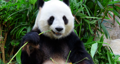 大熊猫的由来,大熊猫名称的由来是什么图3