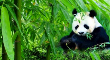 大熊猫的由来,大熊猫名称的由来是什么图4
