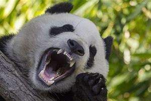 大熊猫的由来,大熊猫名称的由来是什么图7