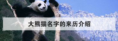 大熊猫的由来,大熊猫名称的由来是什么图2
