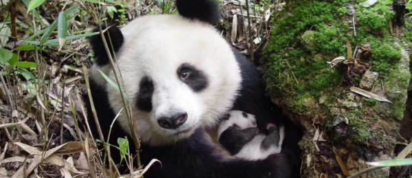 大熊猫的由来,大熊猫名称的由来是什么图9