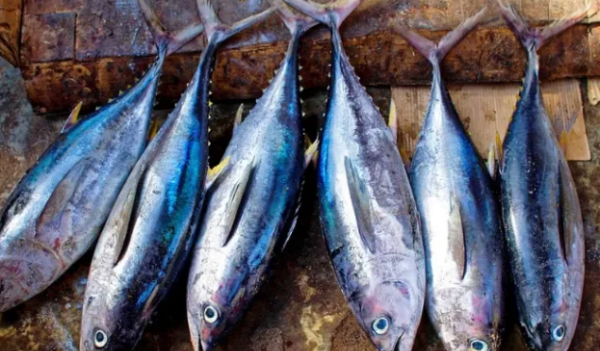 常见的海鱼有哪些,海鱼有哪些品种图2