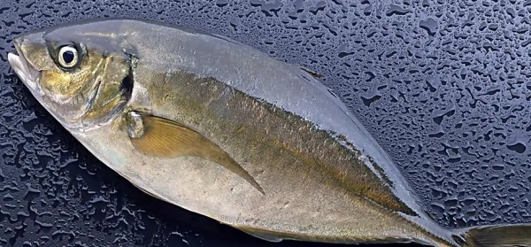 常见的海鱼有哪些,海鱼有哪些品种图8