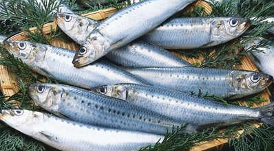 常见的海鱼有哪些,海鱼有哪些品种图5