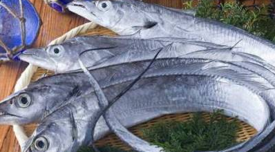 常见的海鱼有哪些,海鱼有哪些品种图6