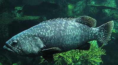 常见的海鱼有哪些,海鱼有哪些品种图3