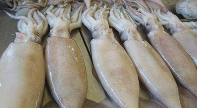 常见的海鱼有哪些,海鱼有哪些品种图4