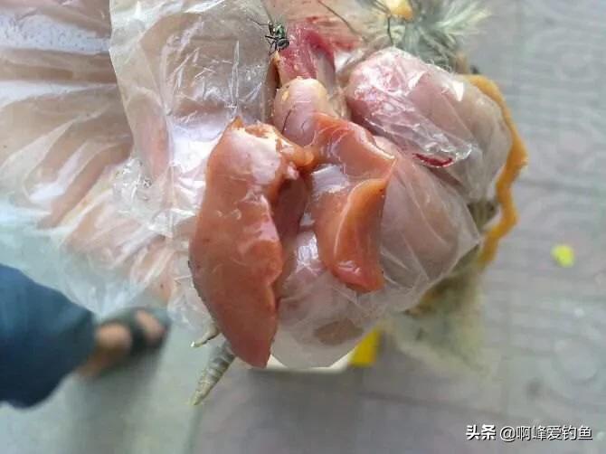 野钓鲶鱼的六个技巧钓法详解(鲶鱼是什么鱼怎么钓)(图7) 野钓鲶鱼的六个技巧钓法详解(鲶鱼是什么鱼怎么钓)(图7)