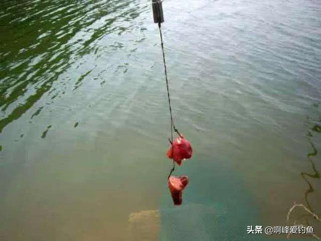 野钓鲶鱼的六个技巧钓法详解(鲶鱼是什么鱼怎么钓)(图5) 野钓鲶鱼的六个技巧钓法详解(鲶鱼是什么鱼怎么钓)(图5)