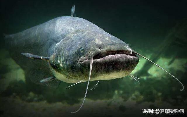 野钓鲶鱼的六个技巧钓法详解(鲶鱼是什么鱼怎么钓)(图10) 野钓鲶鱼的六个技巧钓法详解(鲶鱼是什么鱼怎么钓)(图10)
