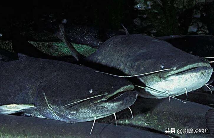 野钓鲶鱼的六个技巧钓法详解(鲶鱼是什么鱼怎么钓)(图3) 野钓鲶鱼的六个技巧钓法详解(鲶鱼是什么鱼怎么钓)(图3)