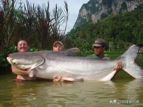 野钓鲶鱼的六个技巧钓法详解(鲶鱼是什么鱼怎么钓)(图8) 野钓鲶鱼的六个技巧钓法详解(鲶鱼是什么鱼怎么钓)(图8)