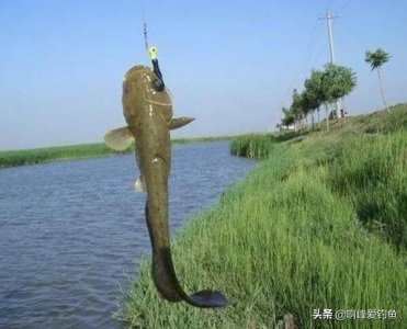 ​野钓鲶鱼的六个技巧钓法详解（鲶鱼是什么鱼怎么钓）