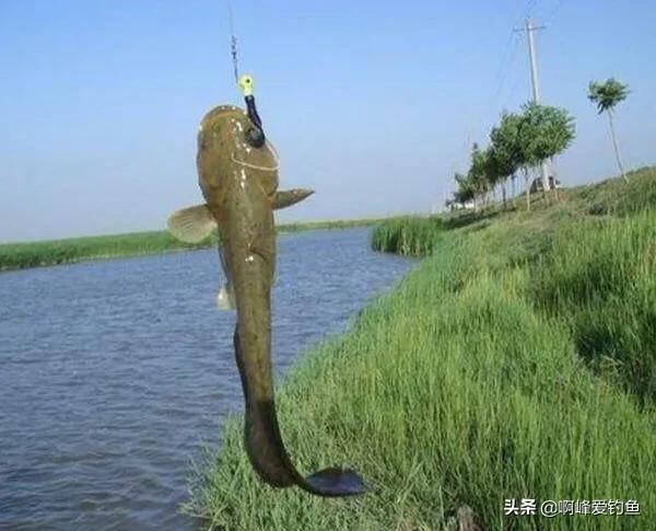 野钓鲶鱼的六个技巧钓法详解(鲶鱼是什么鱼怎么钓)(图1) 野钓鲶鱼的六个技巧钓法详解(鲶鱼是什么鱼怎么钓)(图1)