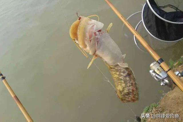 野钓鲶鱼的六个技巧钓法详解(鲶鱼是什么鱼怎么钓)(图4) 野钓鲶鱼的六个技巧钓法详解(鲶鱼是什么鱼怎么钓)(图4)