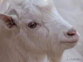 10种眼睛瞳孔颜色（瞳孔形状如此不同）(4)