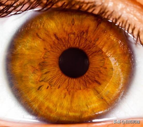 10种眼睛瞳孔颜色（瞳孔形状如此不同）(9)