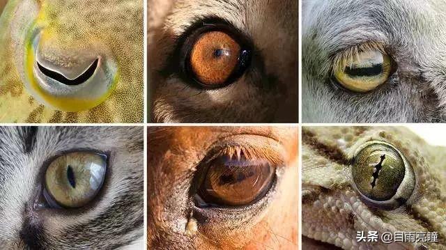 10种眼睛瞳孔颜色（瞳孔形状如此不同）(5)
