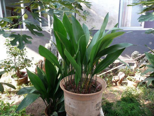 端午节粽子粽叶的种类（端午粽叶大汇总）(8)