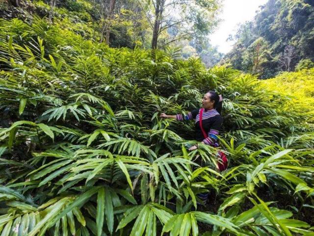 端午节粽子粽叶的种类（端午粽叶大汇总）(7)